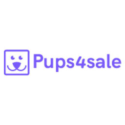 Lowchen puppies for sale Australia