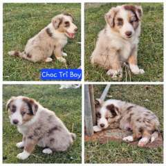 Purebred Border Collie Puppies 