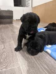 Purebred Cane Corso Pups (Italian Mastiff)