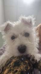 West highland terrier female