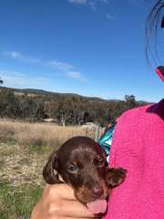 Mini choc Dachshund 