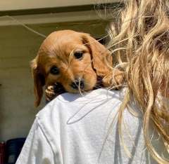 Mini Dachshund puppies 