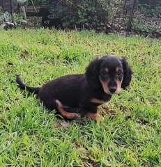 Mini purebreed Longhaired Dachshund Puppy&#039;s