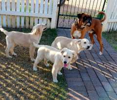 Golden Collies - 3 male pups