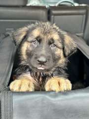 Purebred German Shepherd Puppies