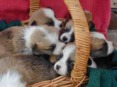 Pembroke corgi puppies