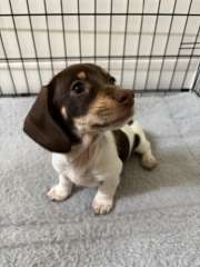 READY NOW Long and Short Haired Miniature Dachshunds
