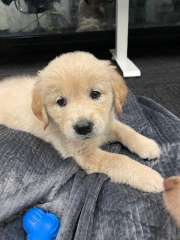 Cute Female Pure Bred Golden Retriever Puppy