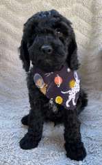 F1 Sproodle Puppies 