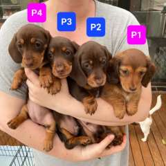 Miniature Dachshund Puppies